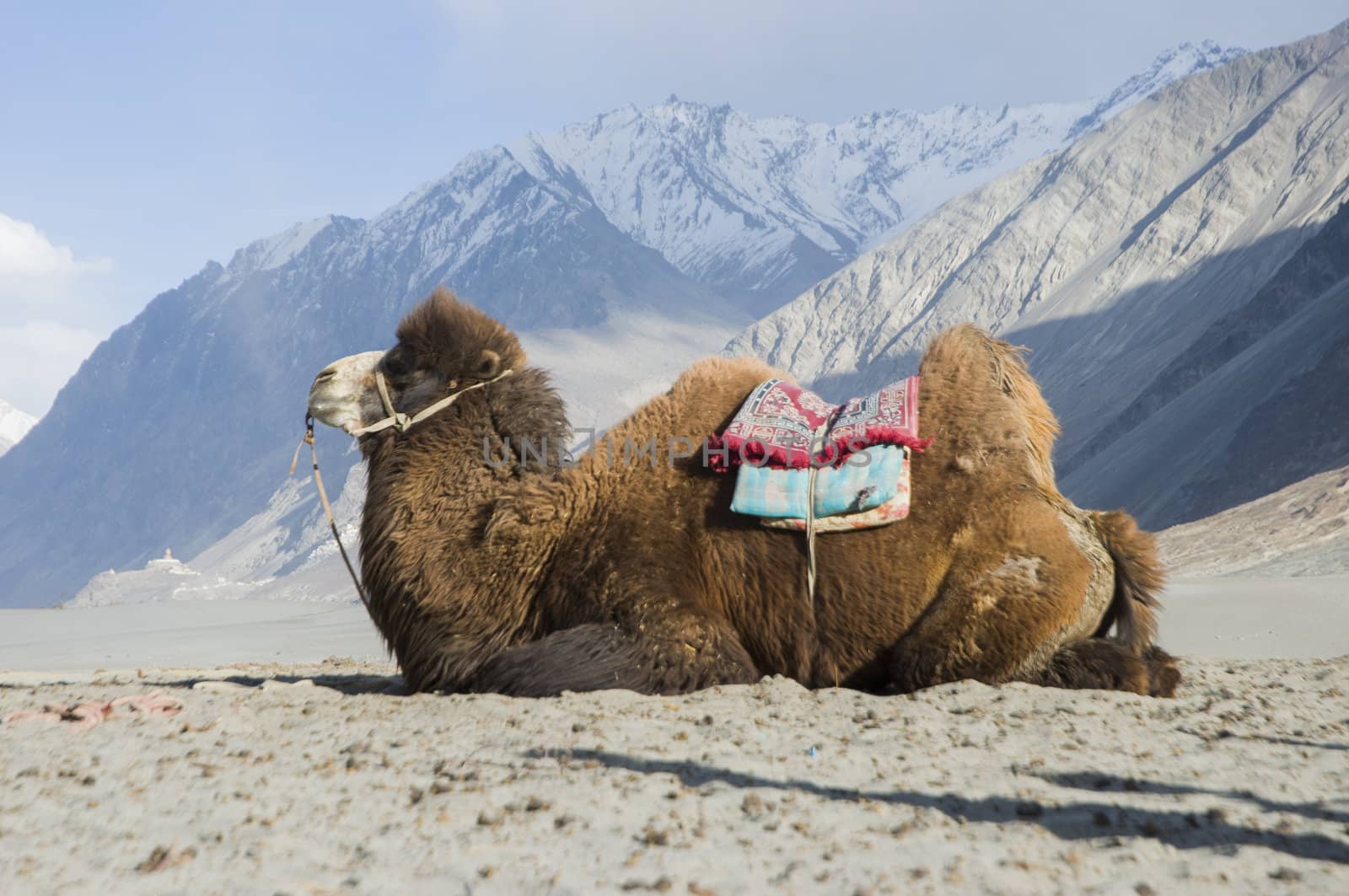 camel in Nubra valley, Leh, India