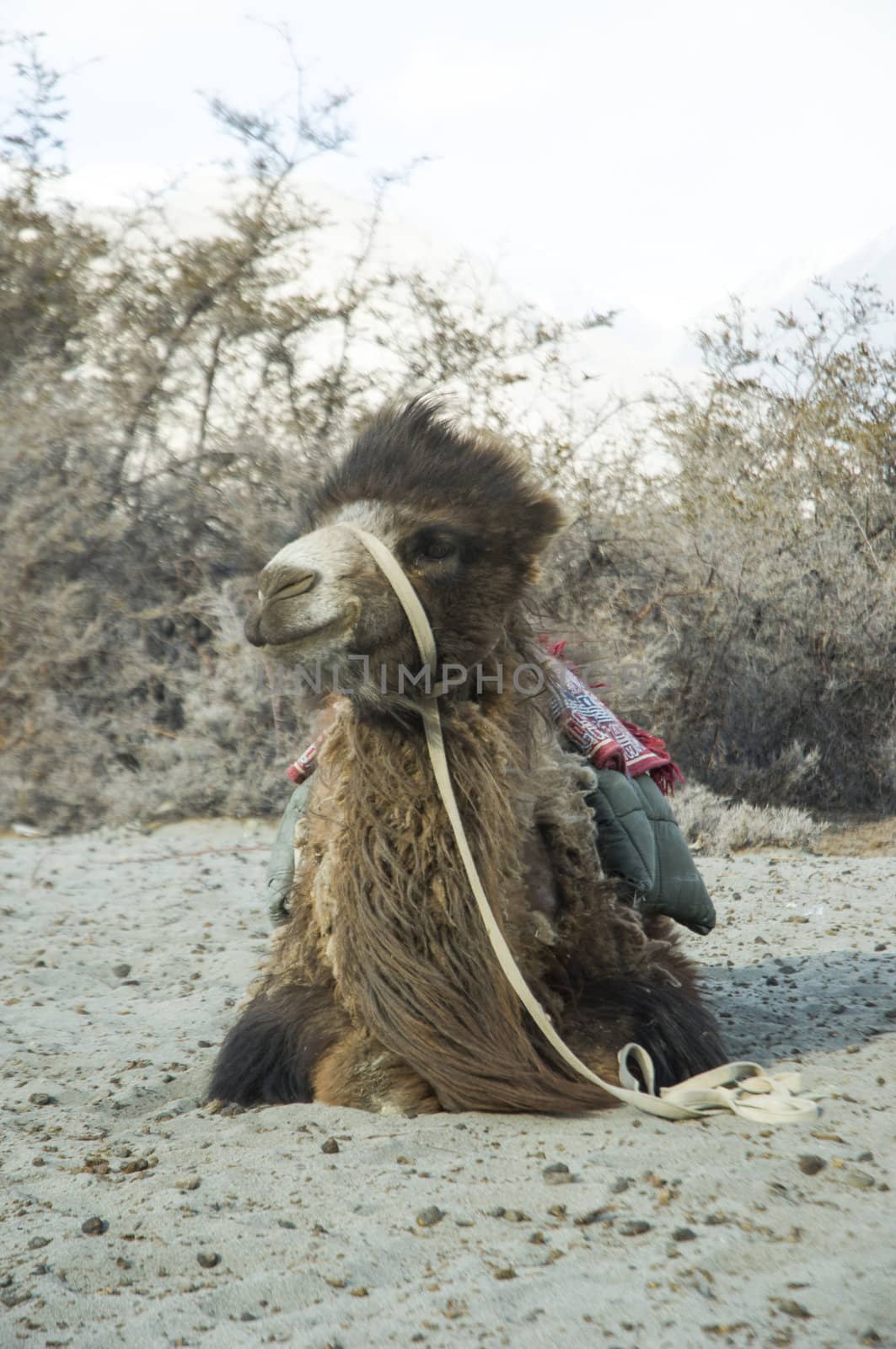 camel in Nubra valley, Leh, India