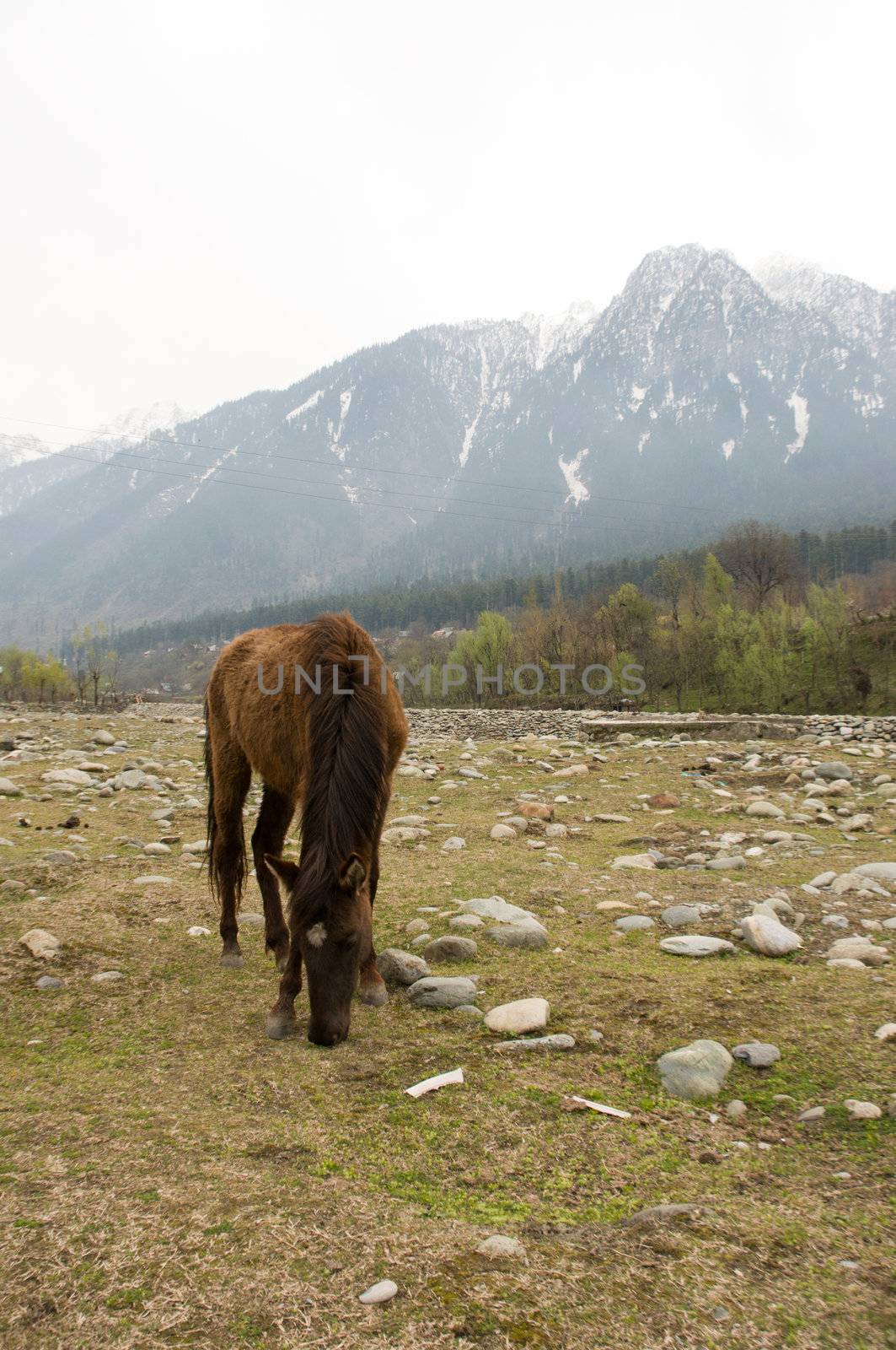 a horse is eating grass in Sonoma valley, Kashmir, India
