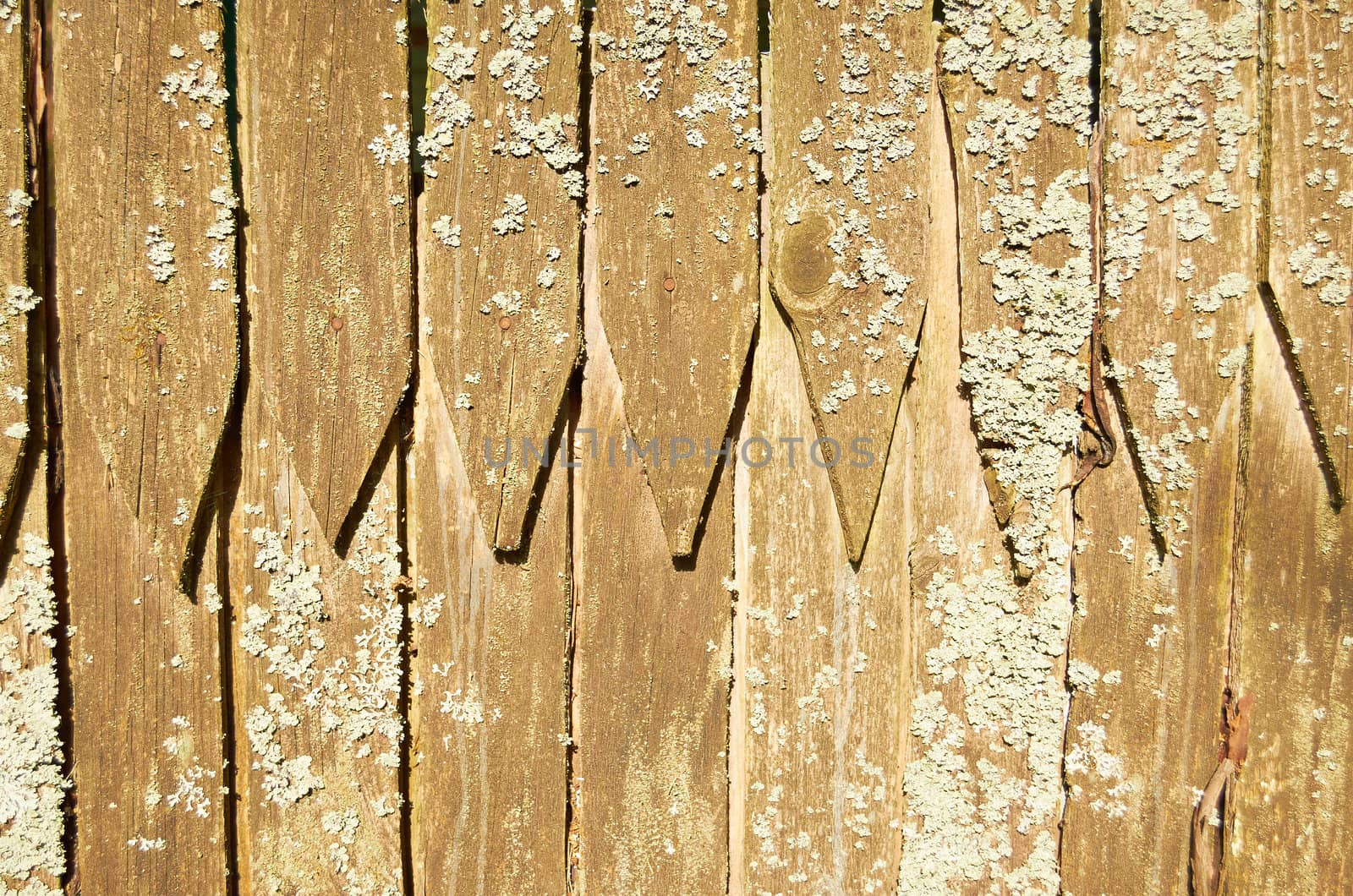 An old rustic wooden board covered with moss