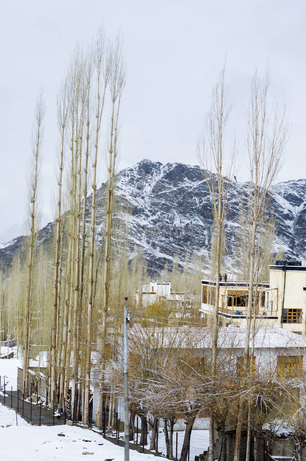 landscape of Leh, India