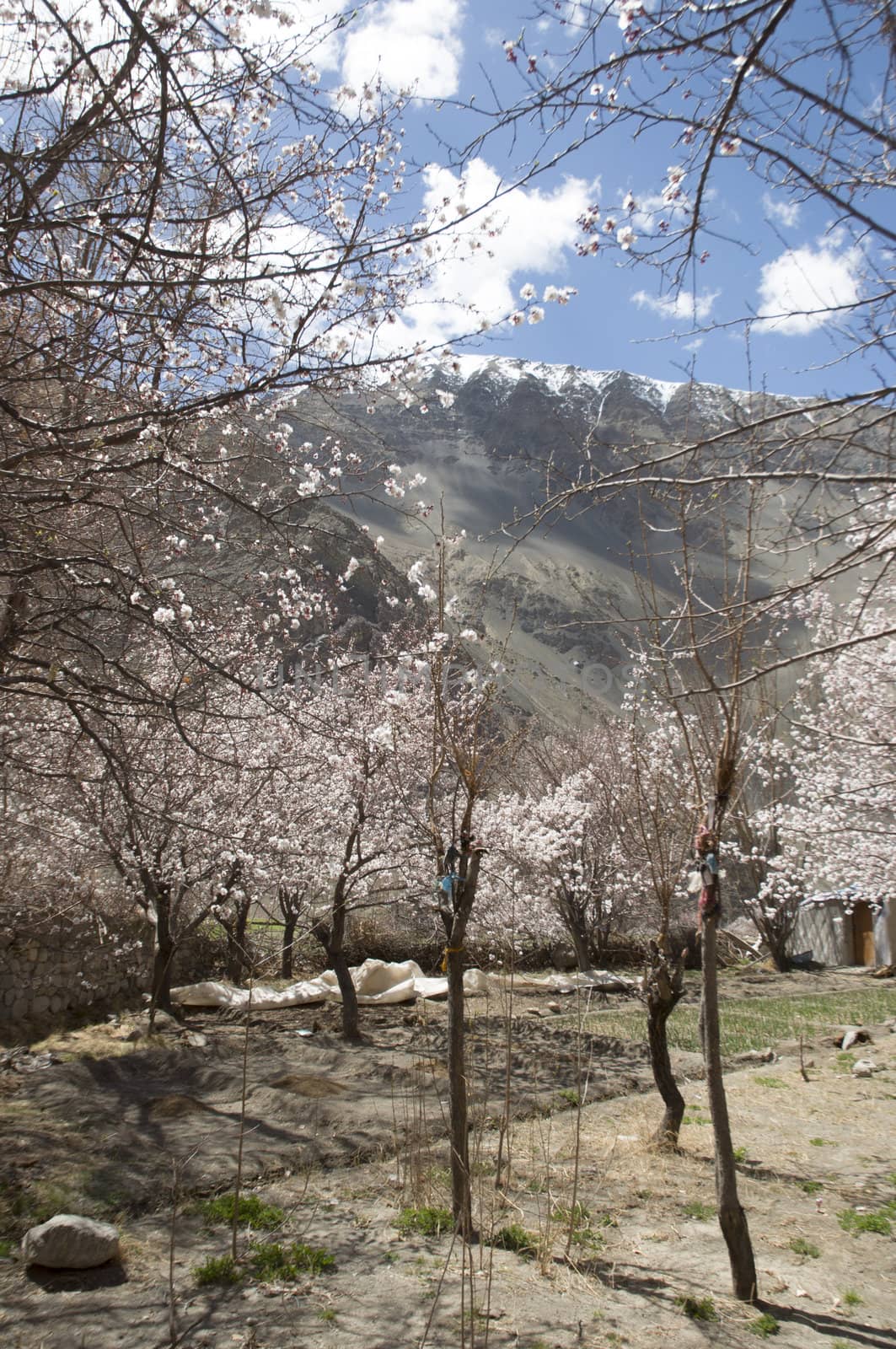 apricot flower in Leh
