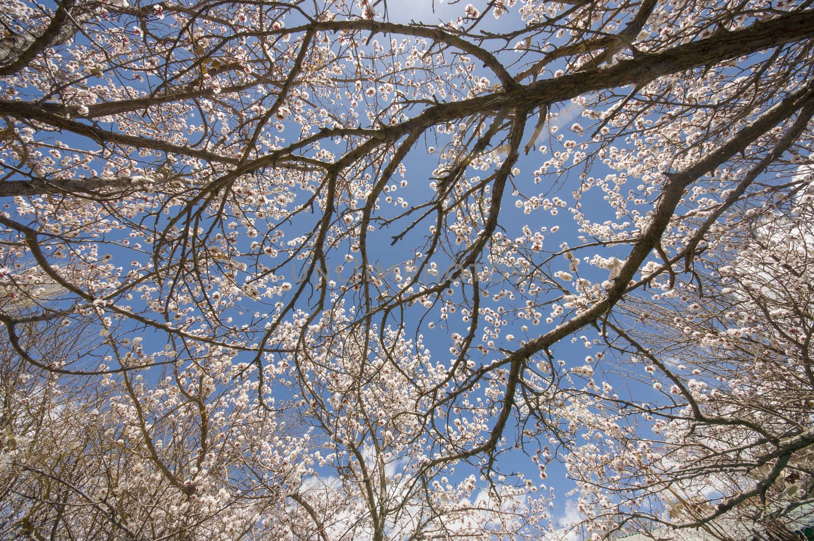 apricot flower in Leh