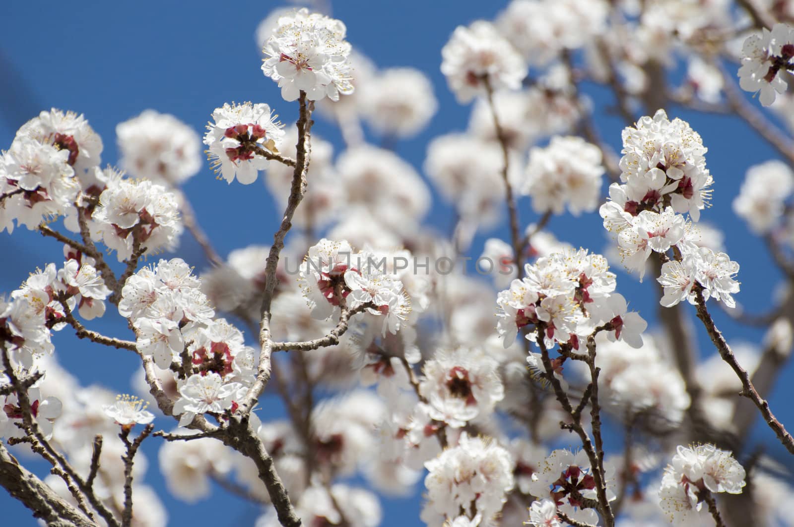 apricot flower in Leh