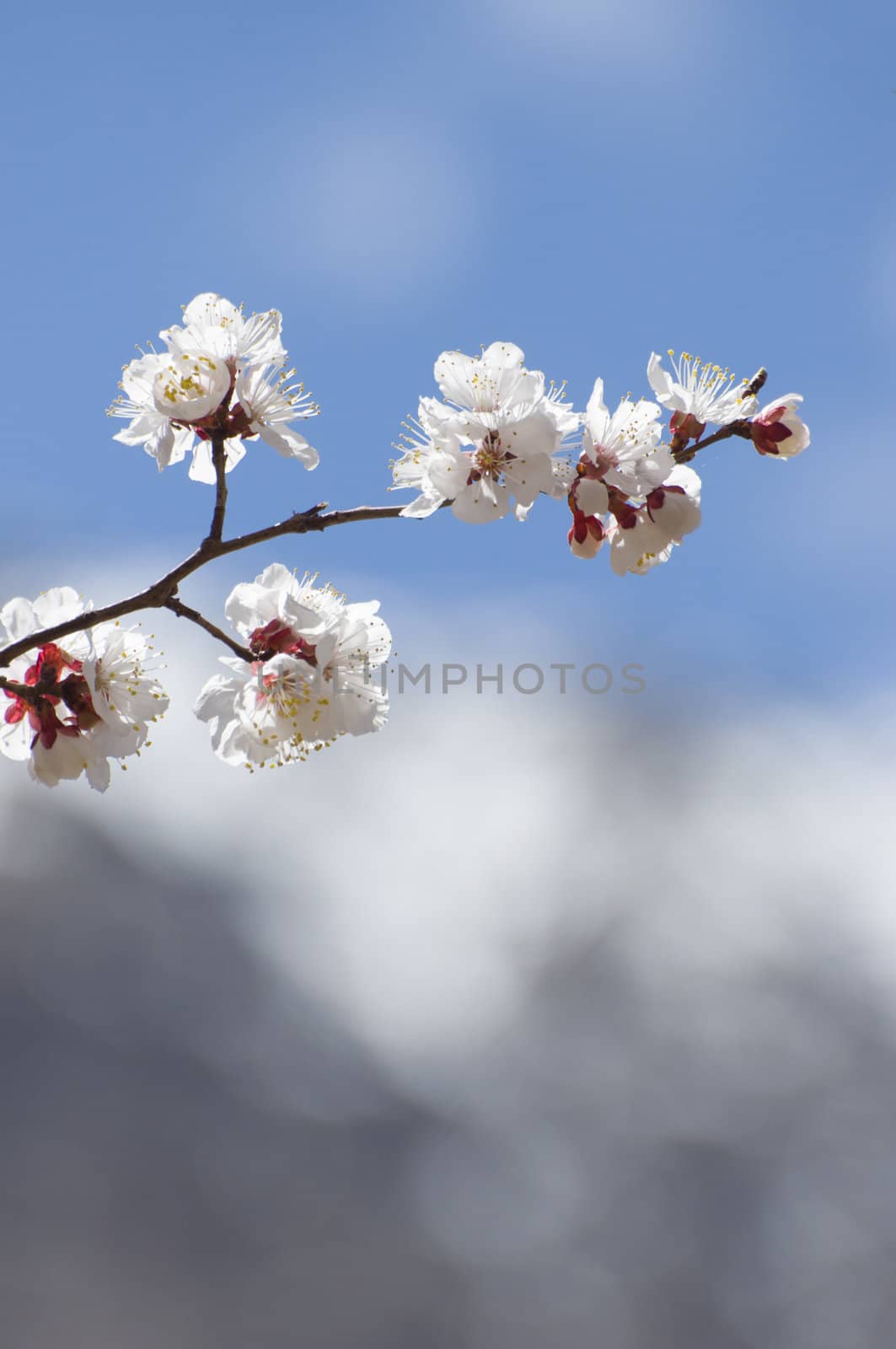 apricot flower in Leh
