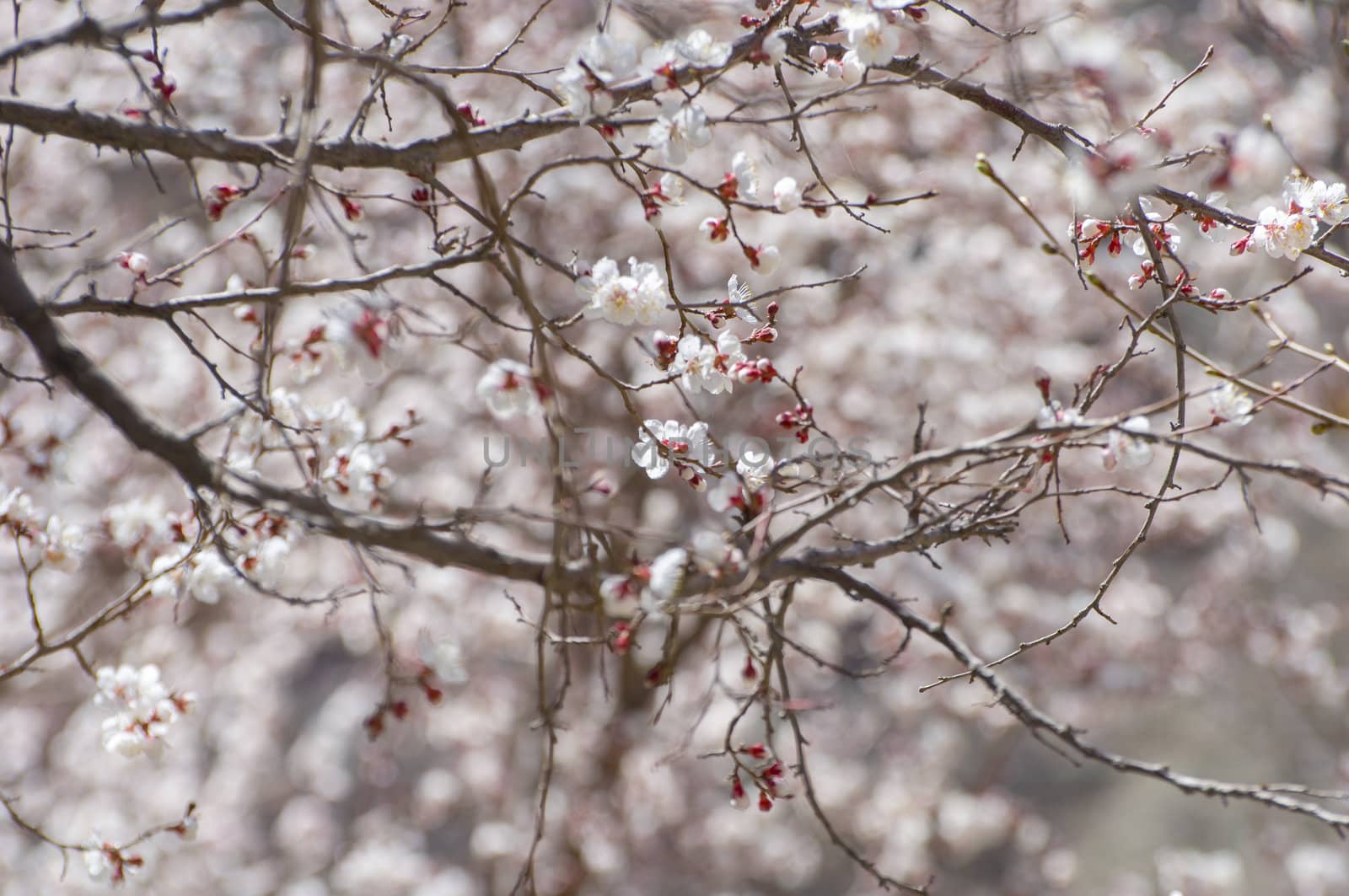 apricot flower in Leh
