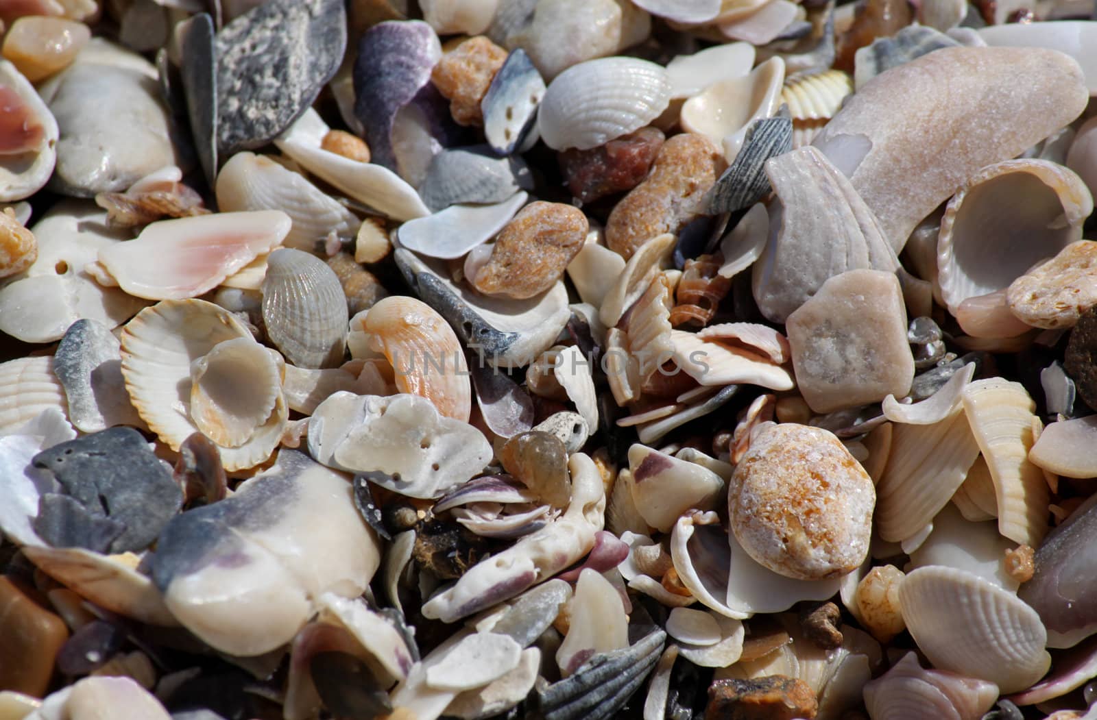 sea shells and stones at seaside