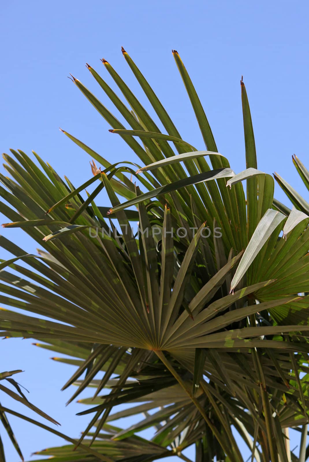 leaves of palm tree by romantiche