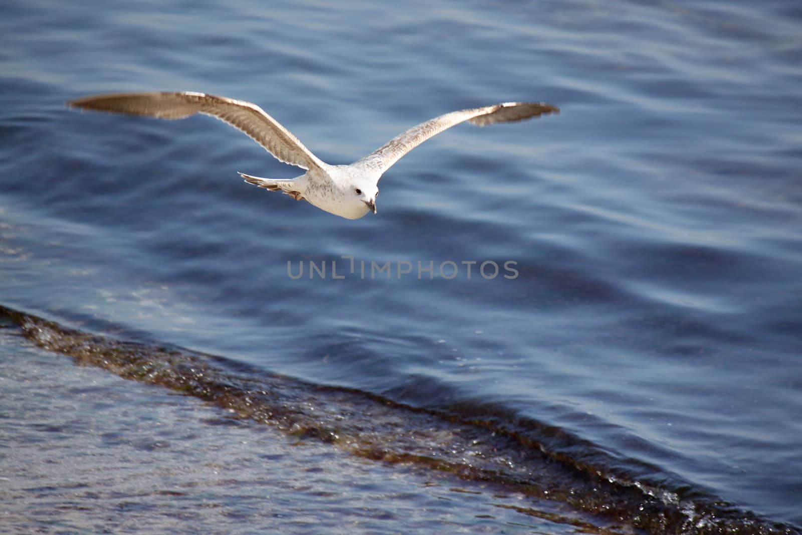 seagull flying above sea wave