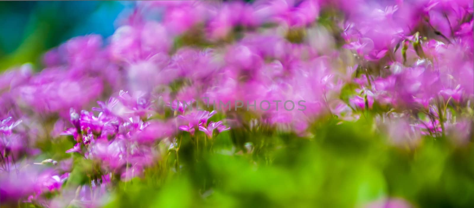 abstract Blurry pink flower background for backgrounds