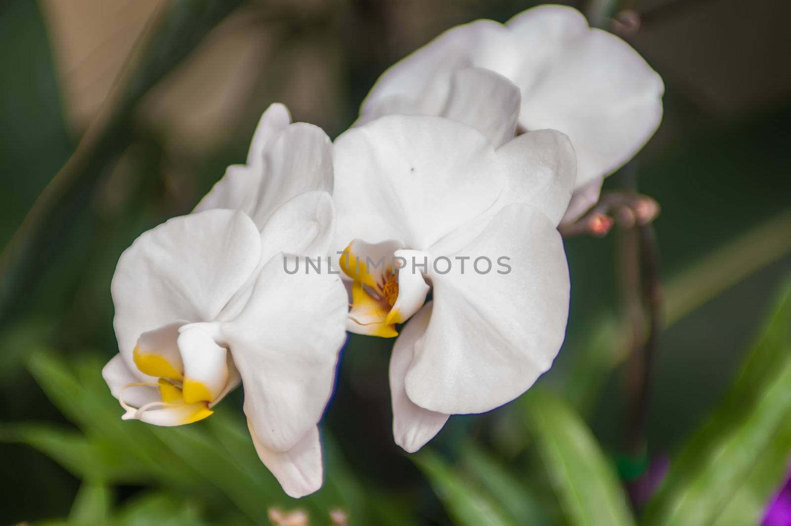 beautiful white orchids flower bloom