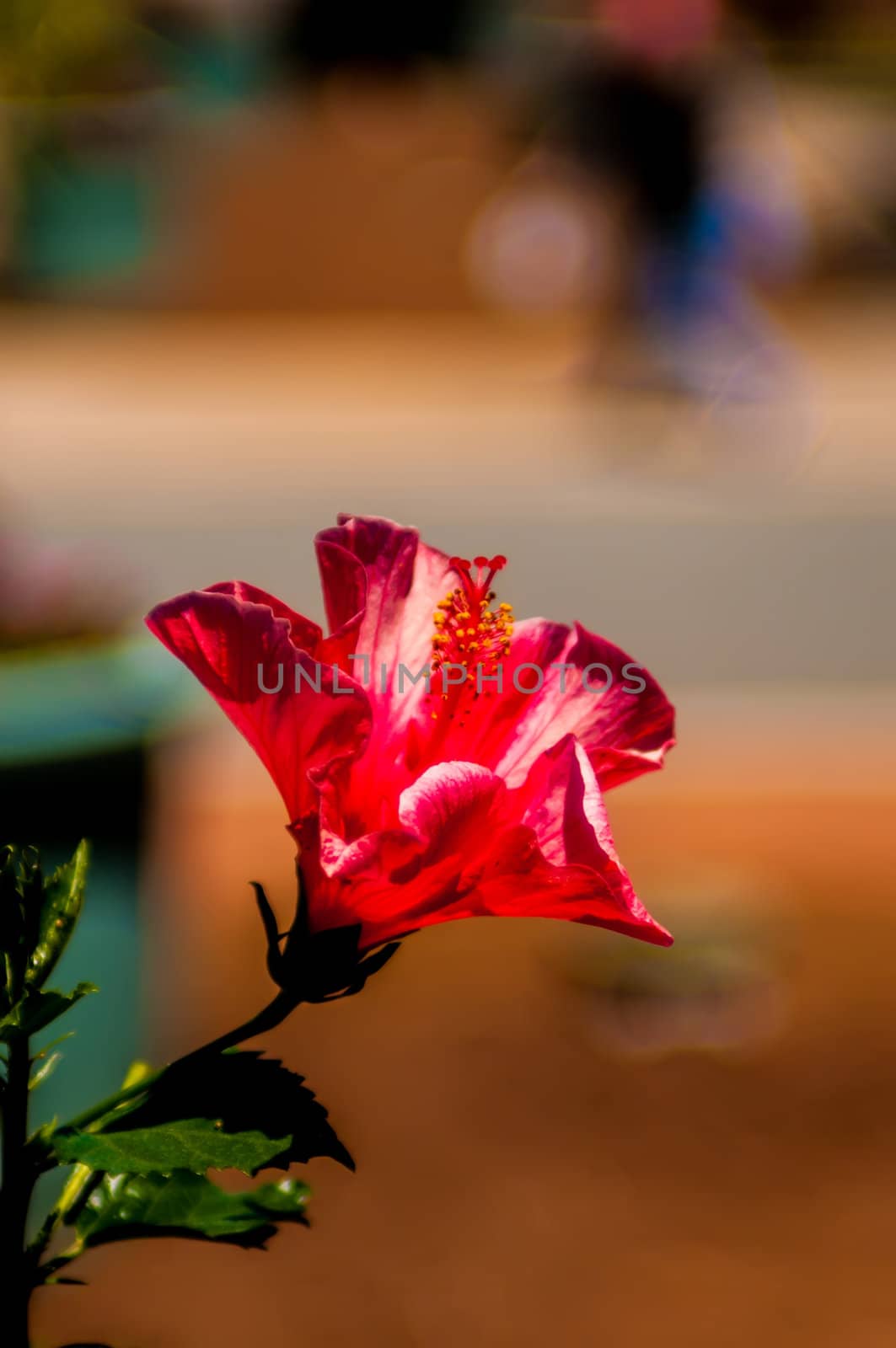 Hibiscus Flower. Shallow DOF, street background