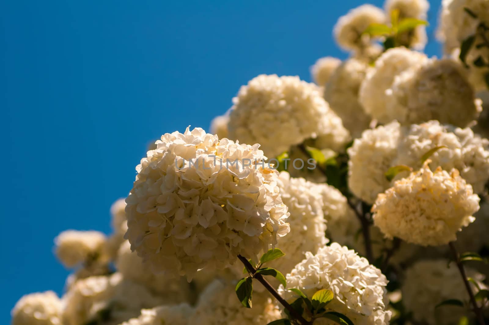 Viburnum opulus Compactum bush with white flowers (selective focus on flowers)