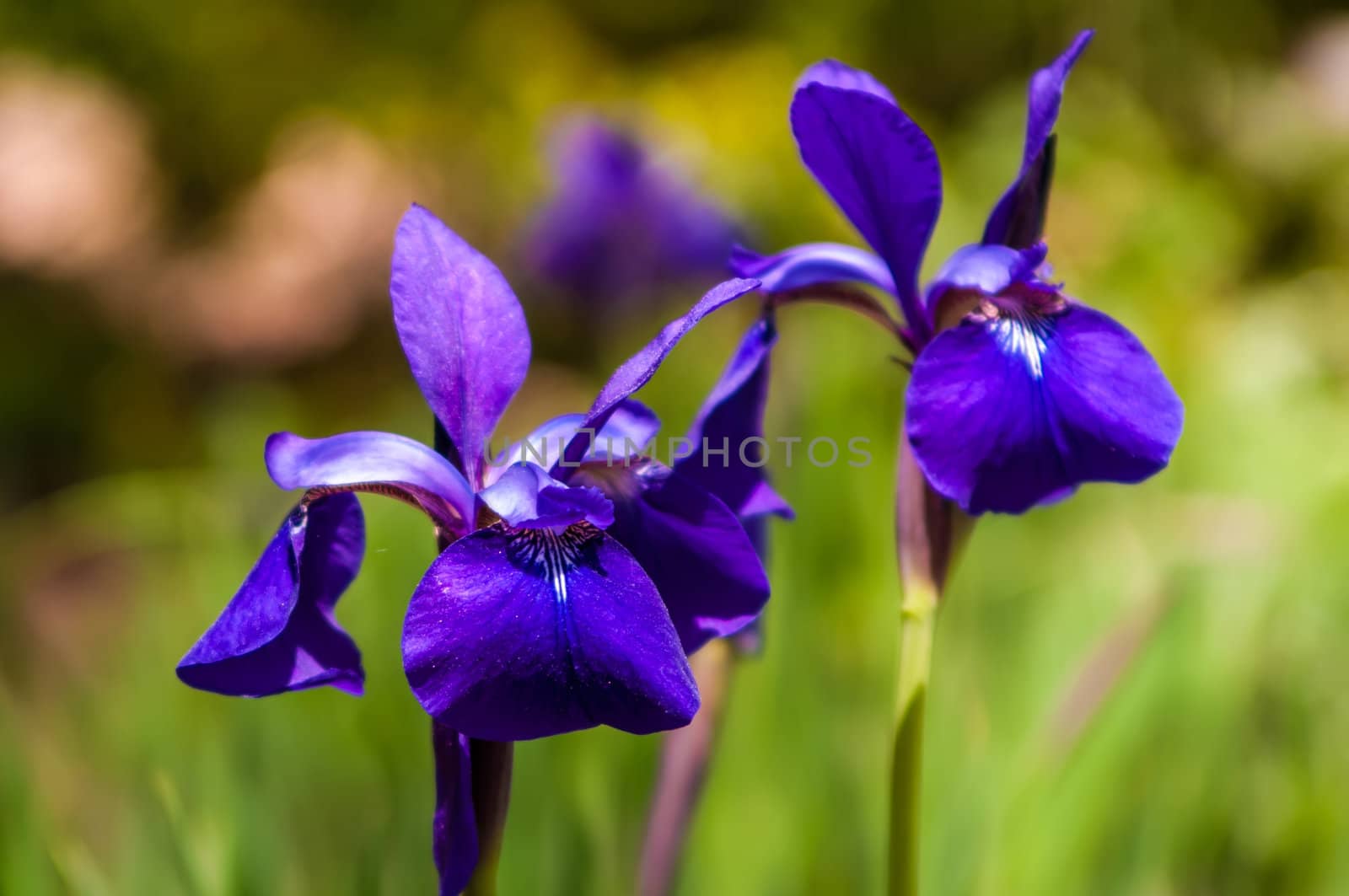 Iris flower on green blurred background, photo taken outdoors, near water pond.