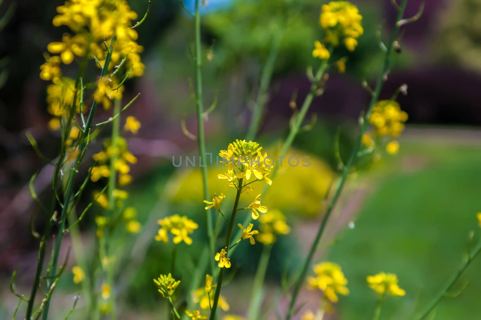 wild yellow flower cluster of a Mustard Seed Flowers by digidreamgrafix