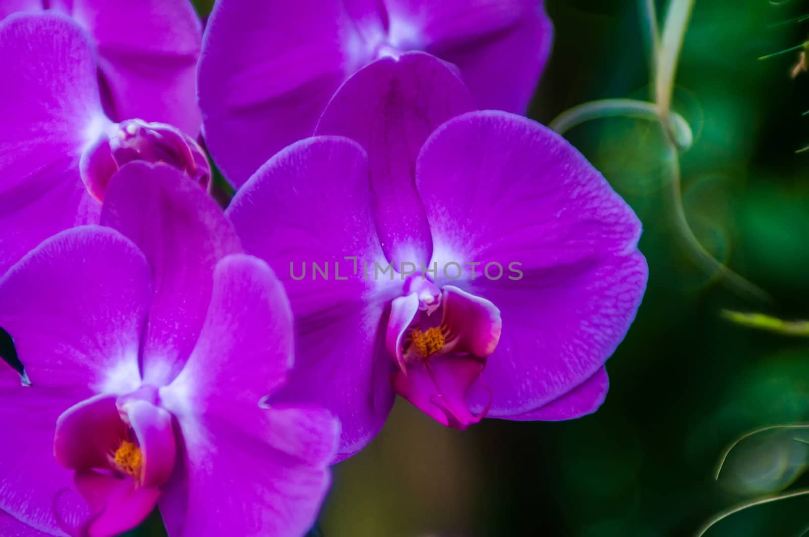 Beautiful purple orchids flowers bloom - phalaenopsis