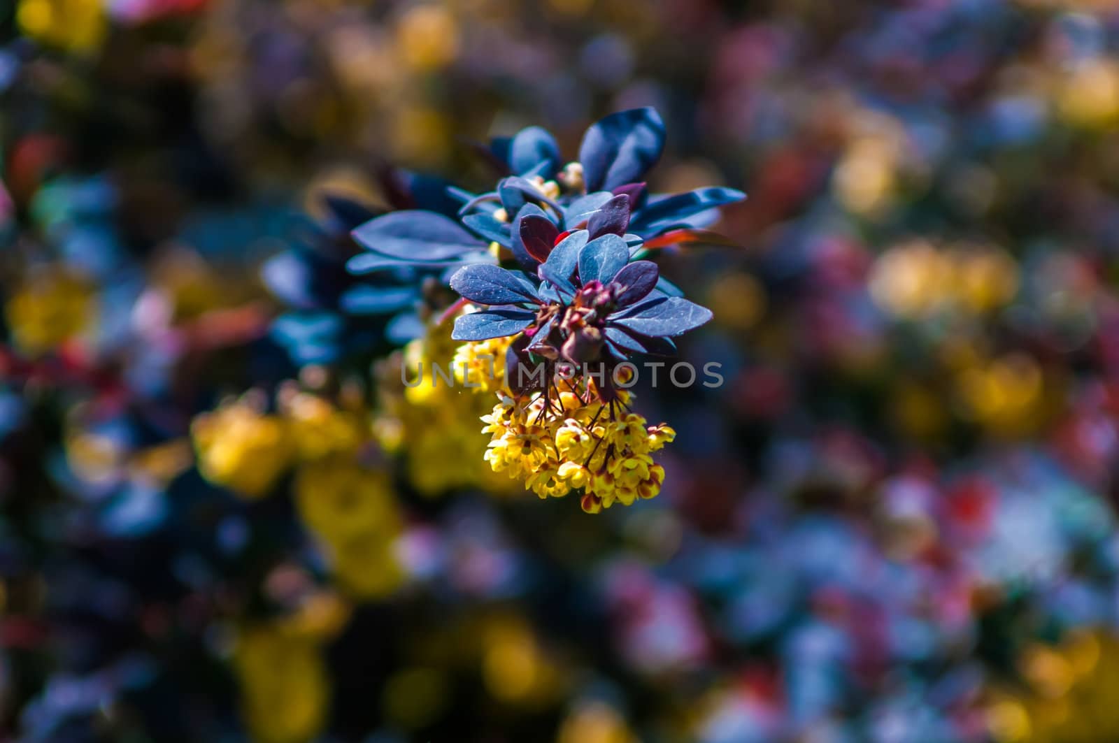 prickly brown bush with yellow flowers clusters by digidreamgrafix