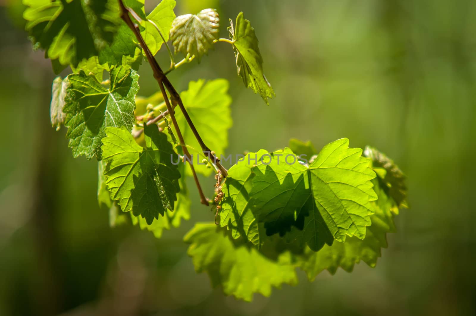 Sunny grape leaf on grapevine. Macro closeup. shallow DOF. by digidreamgrafix