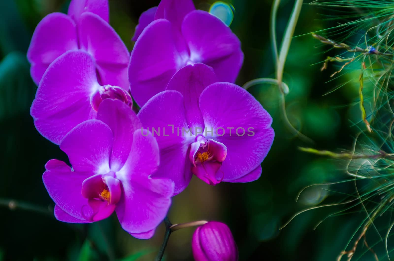 Beautiful purple orchids flowers bloom - phalaenopsis