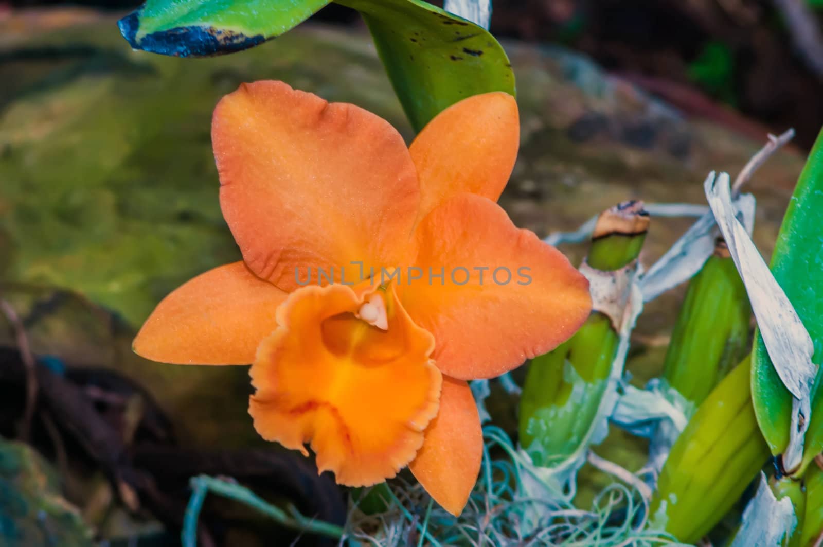 orange orchid cattleya close up