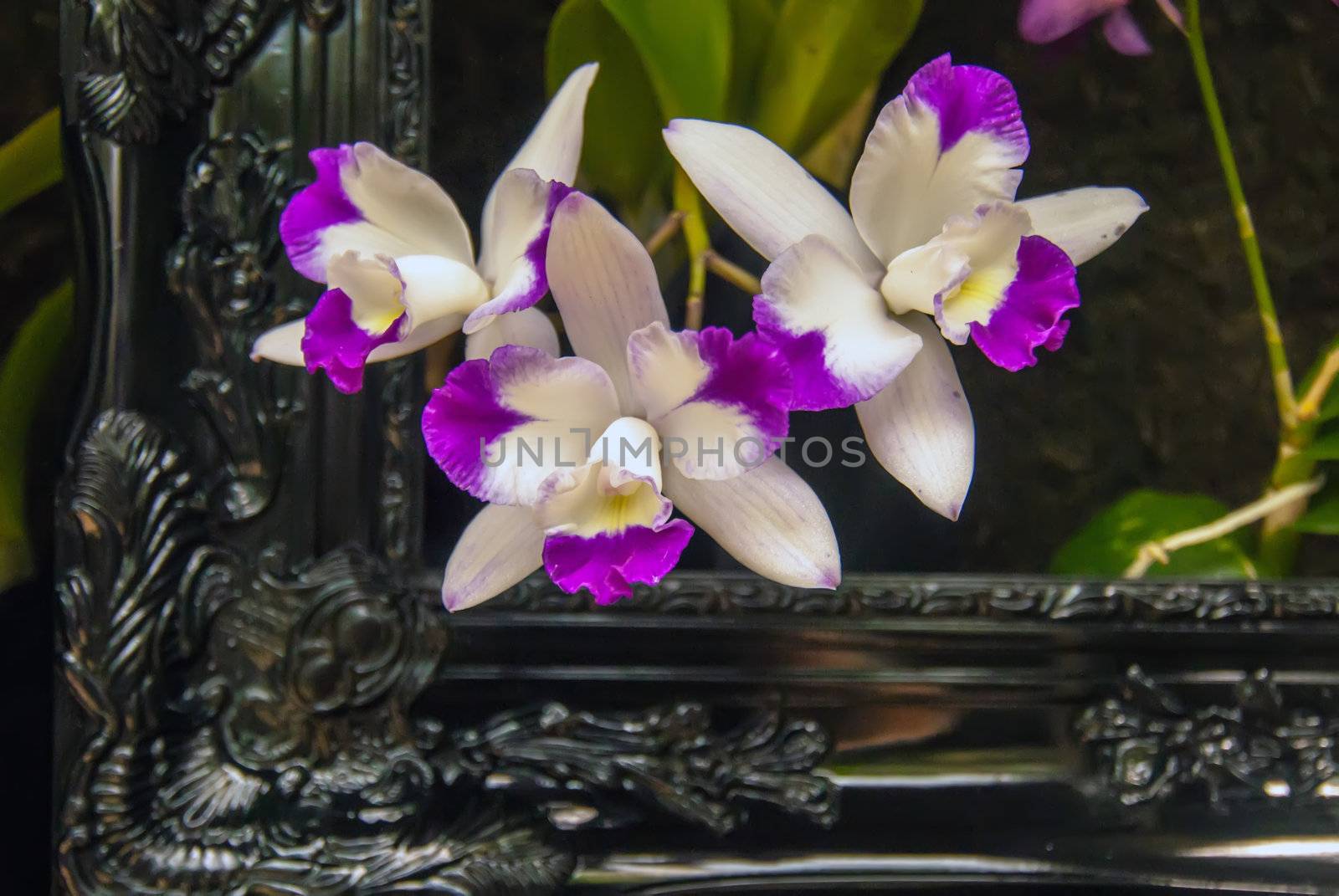 orchid flowers growing through old wooden picture frame by digidreamgrafix