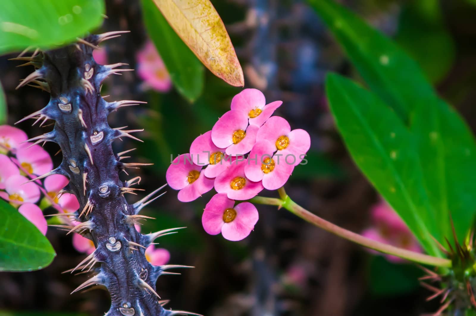 Thorny Succulent with pink Blooming mini flowers by digidreamgrafix