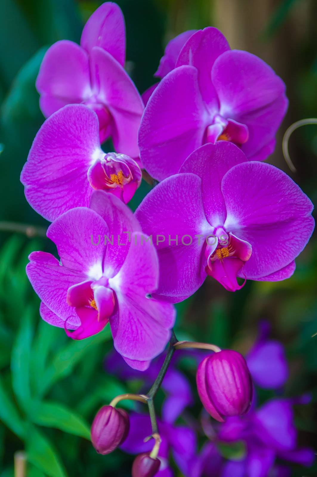 Beautiful purple orchid - phalaenopsis by digidreamgrafix