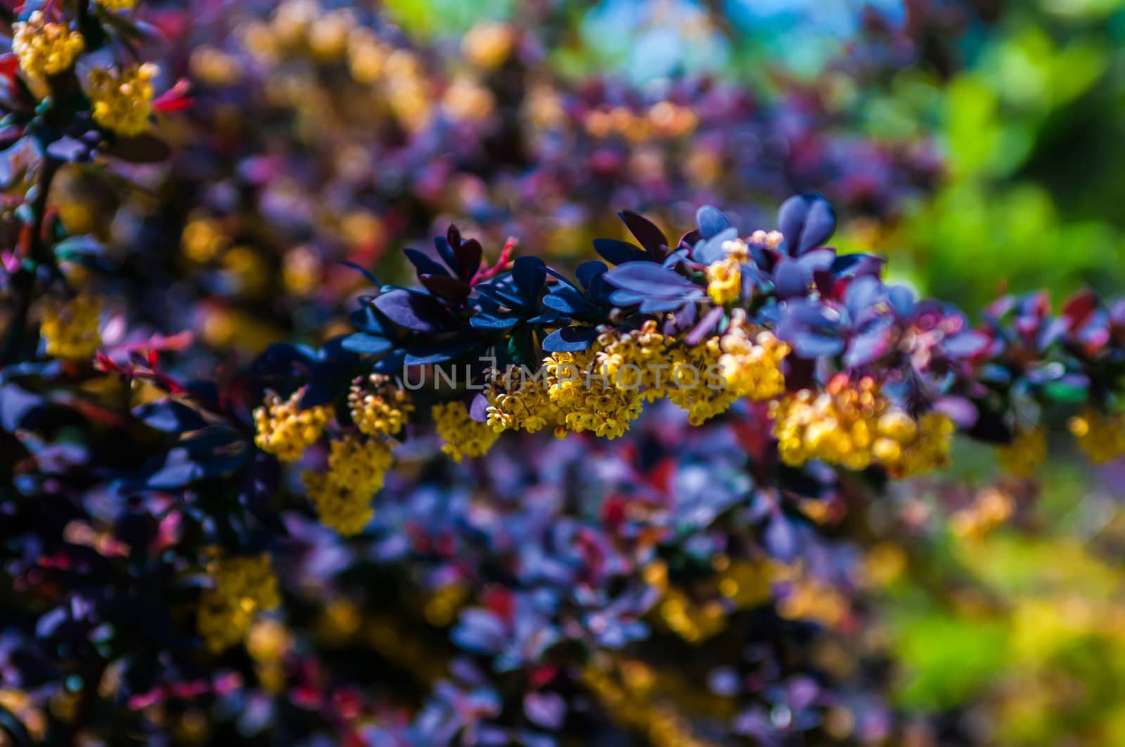 prickly brown bush with yellow flowers clusters by digidreamgrafix