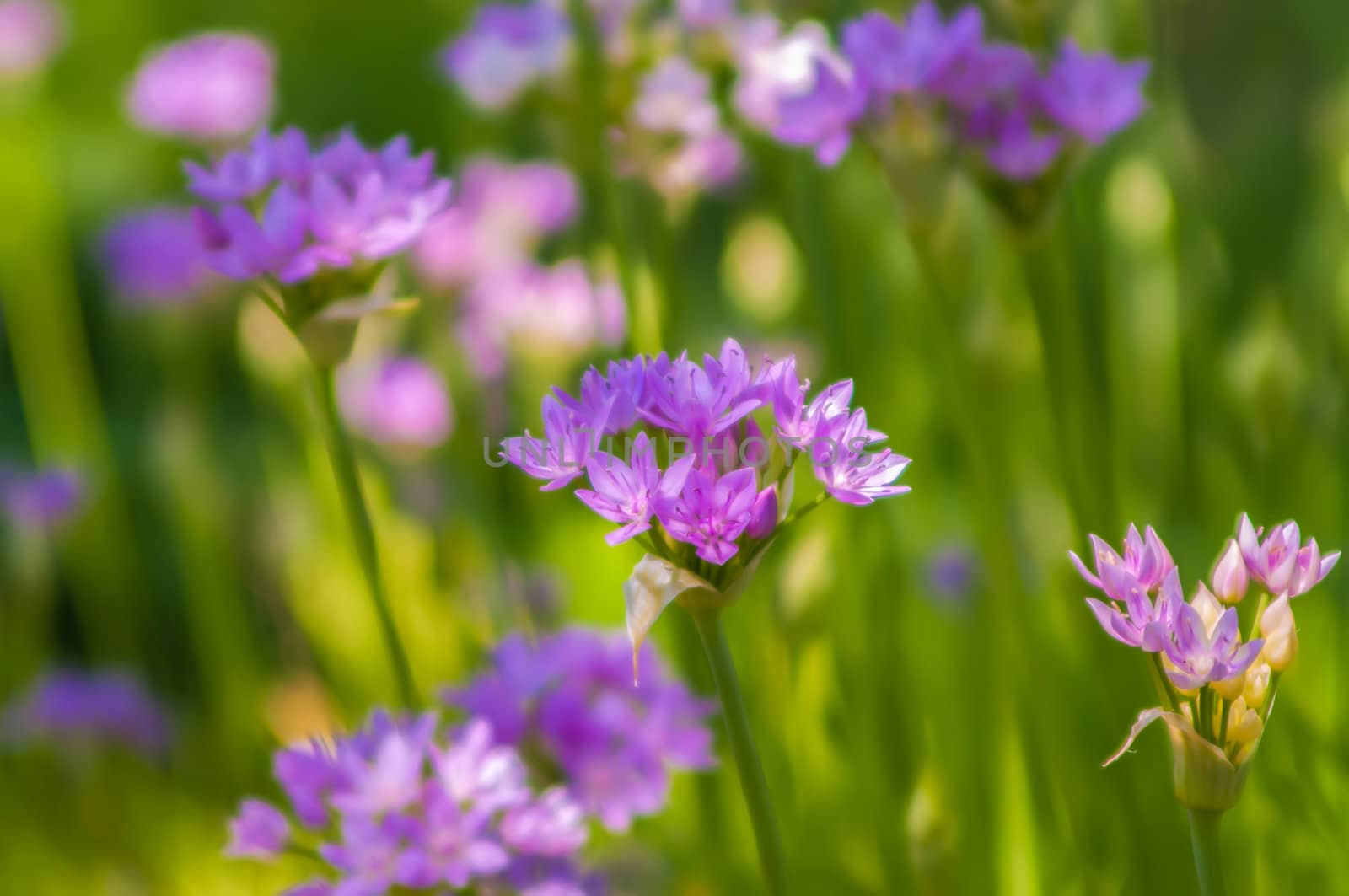 summer wildflowers on a field and meadows