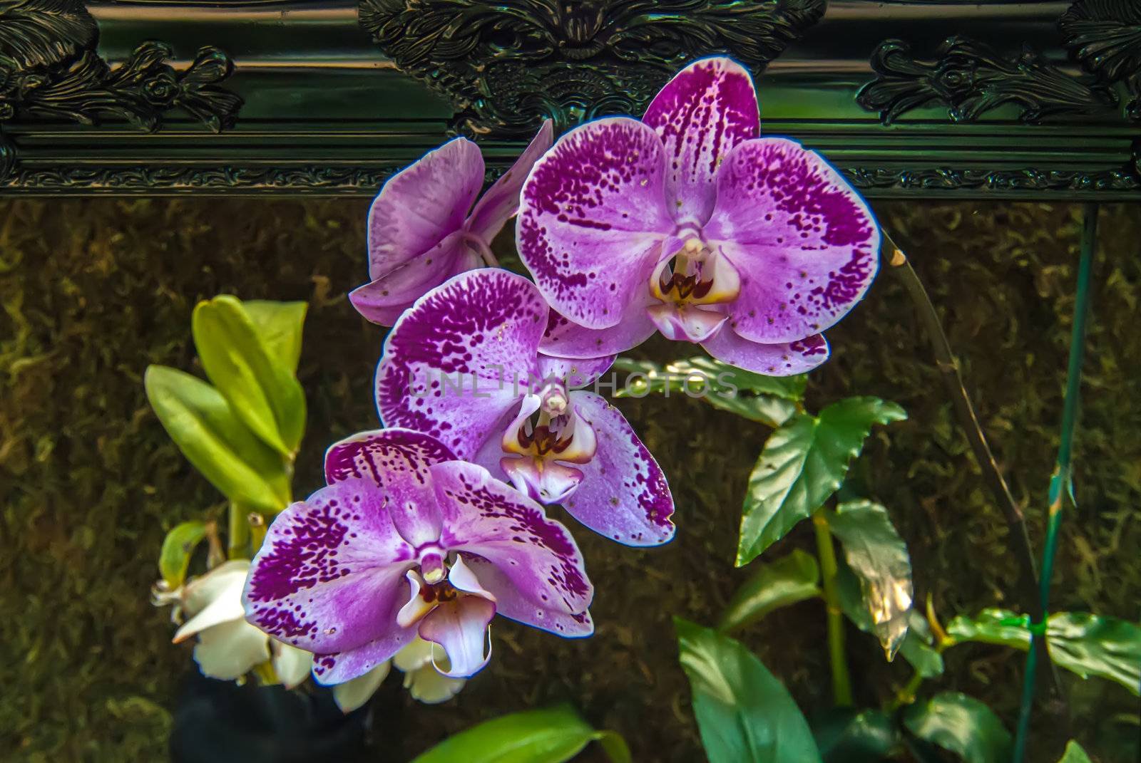 orchid flowers growing through old wooden picture frame