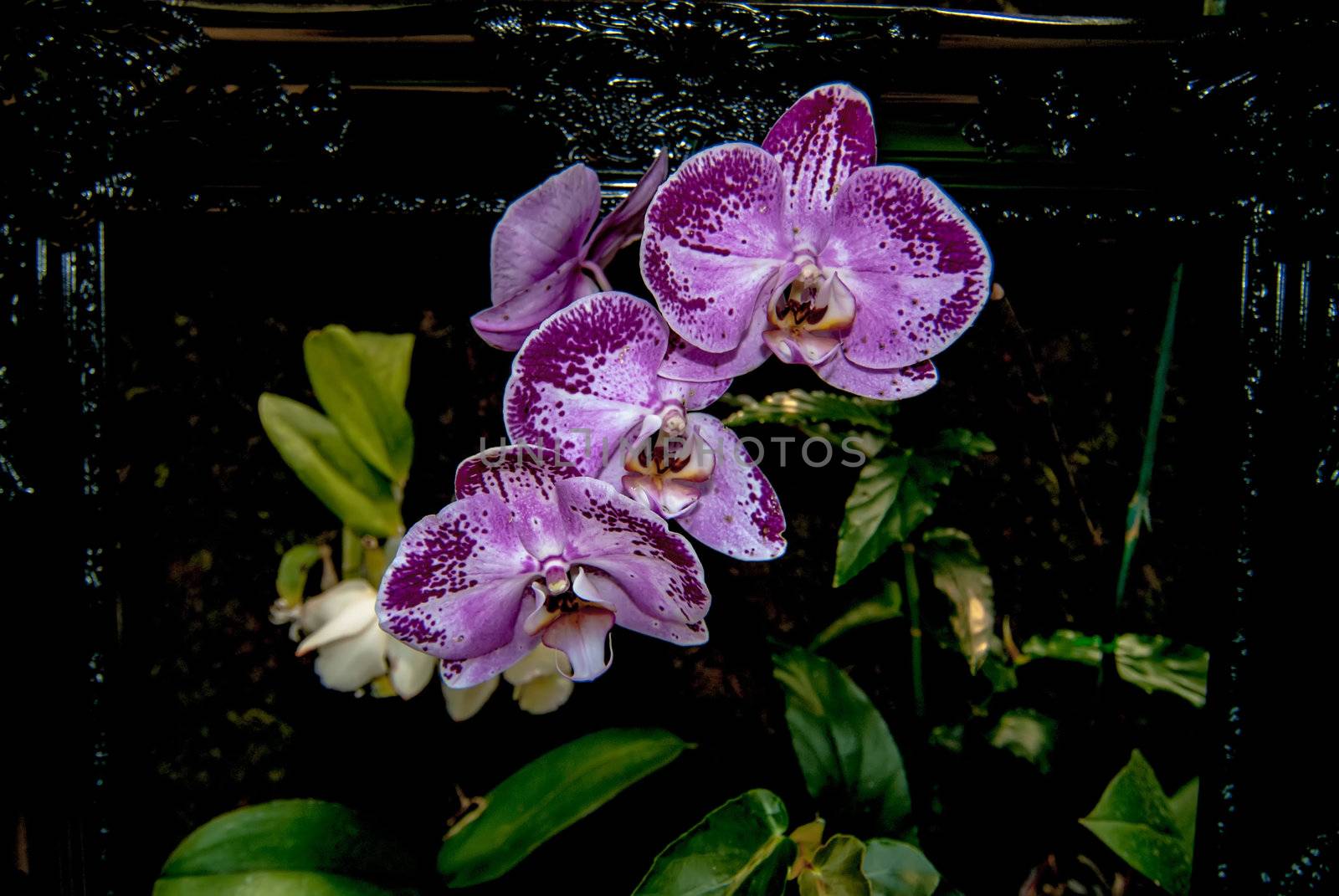 orchid flowers growing through old wooden picture frame by digidreamgrafix