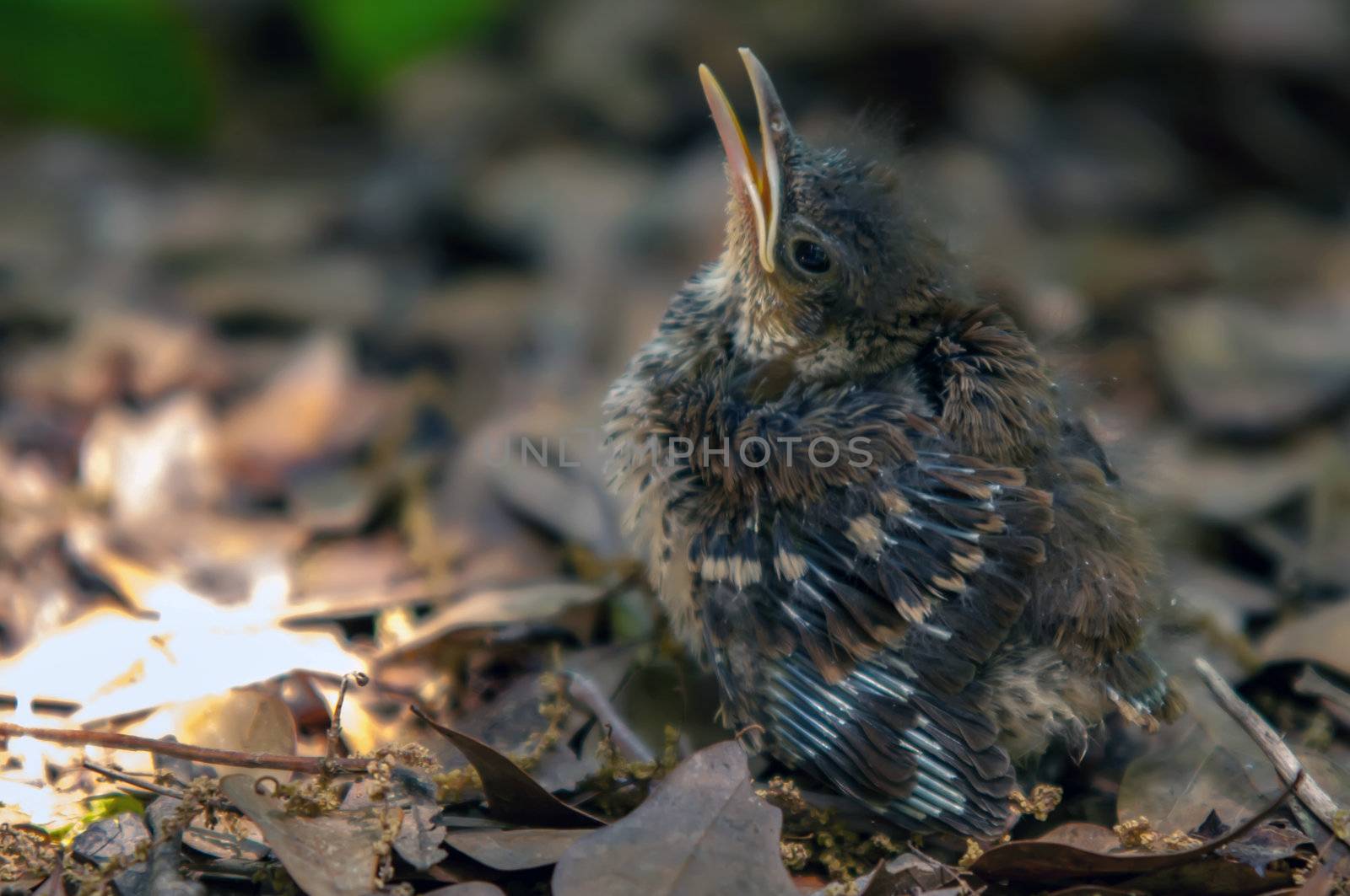 little bird chick got lost from the birds nest sitting on leaves by digidreamgrafix