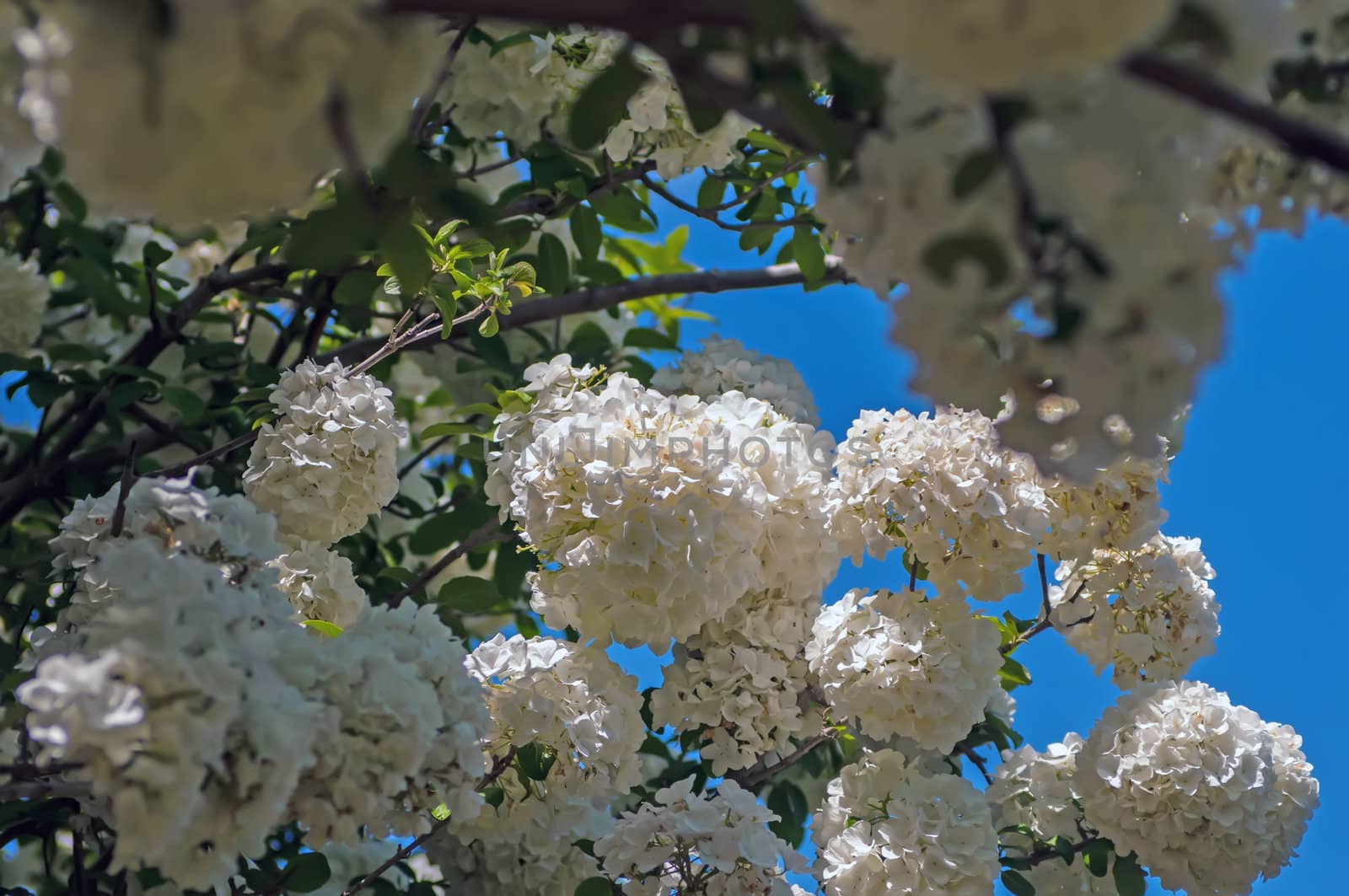 Viburnum opulus Compactum bush with white flowers (selective focus on flowers)