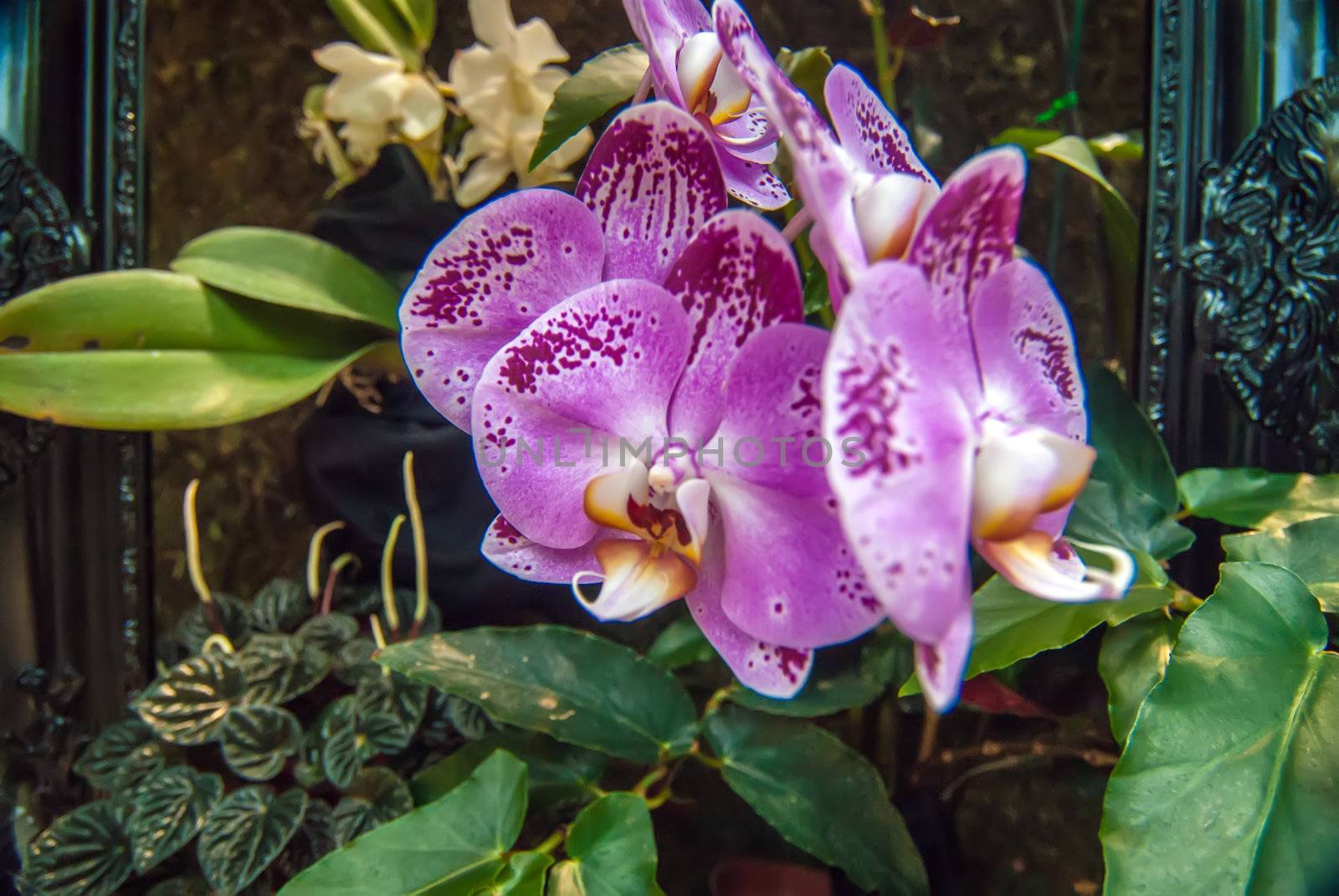 orchid flowers growing through old wooden picture frame