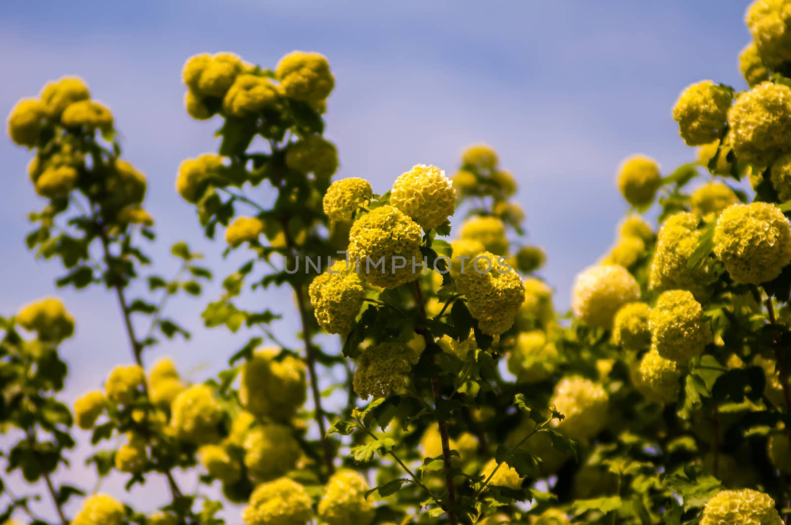 Viburnum opulus Compactum bush with white flowers (selective focus on flowers)