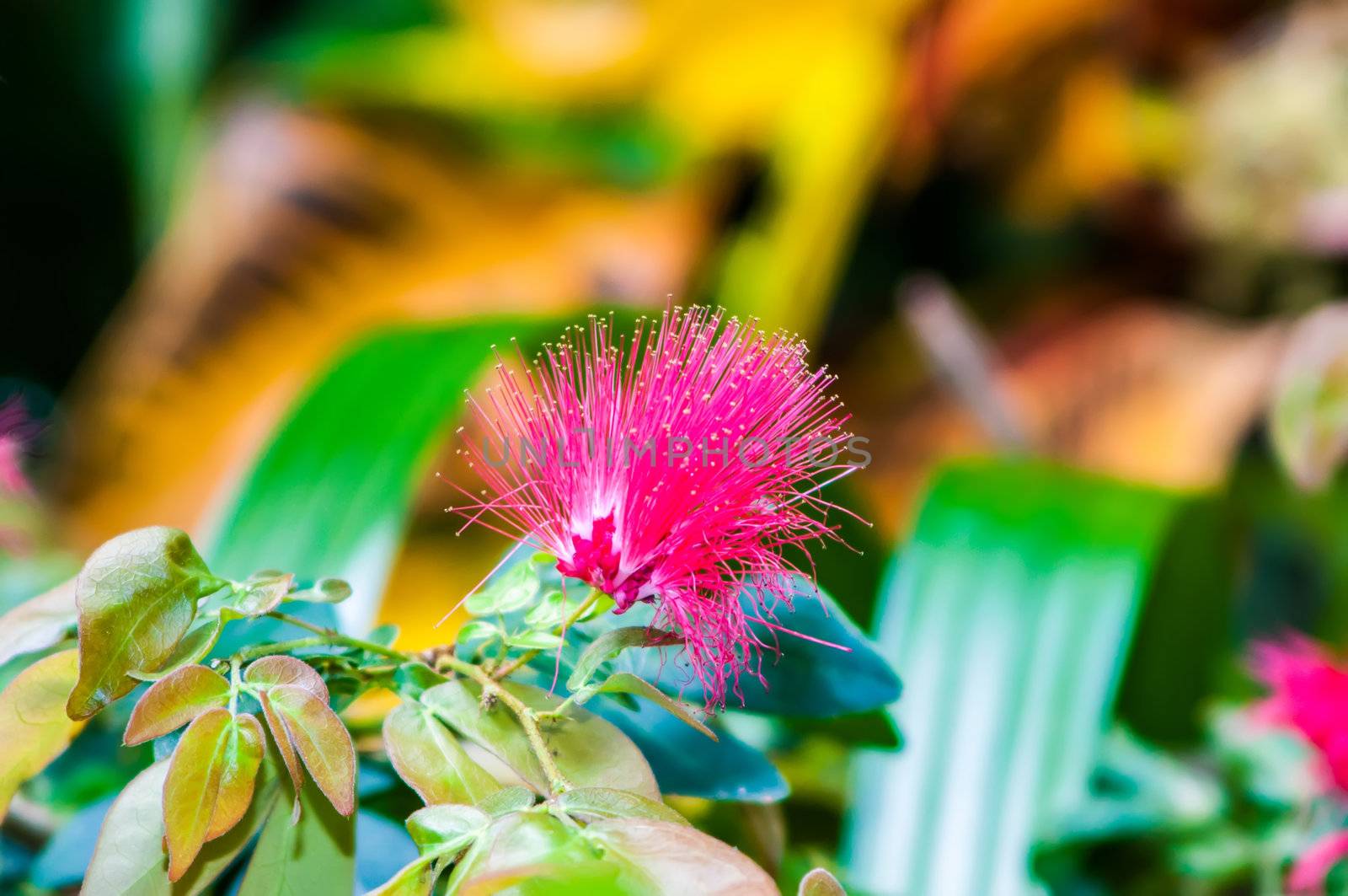 Pink crown of a blossoming acacia close up