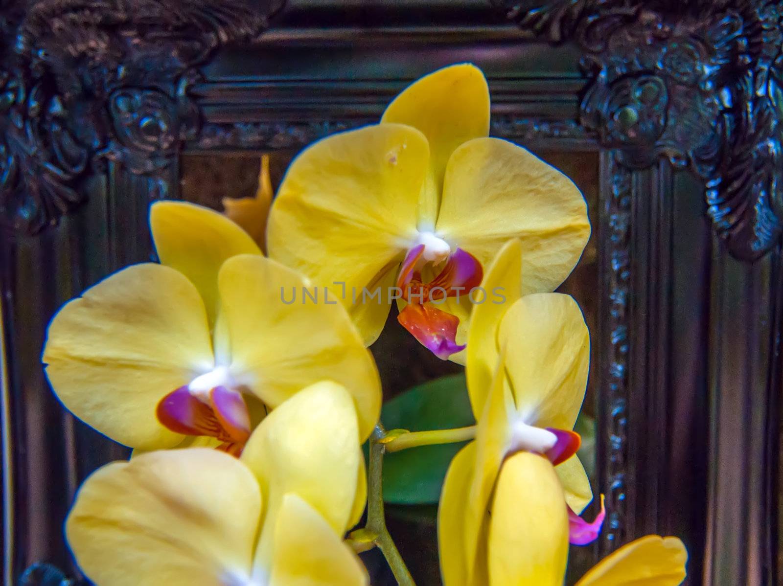 yellow orchid flowers growing through old wooden picture frame