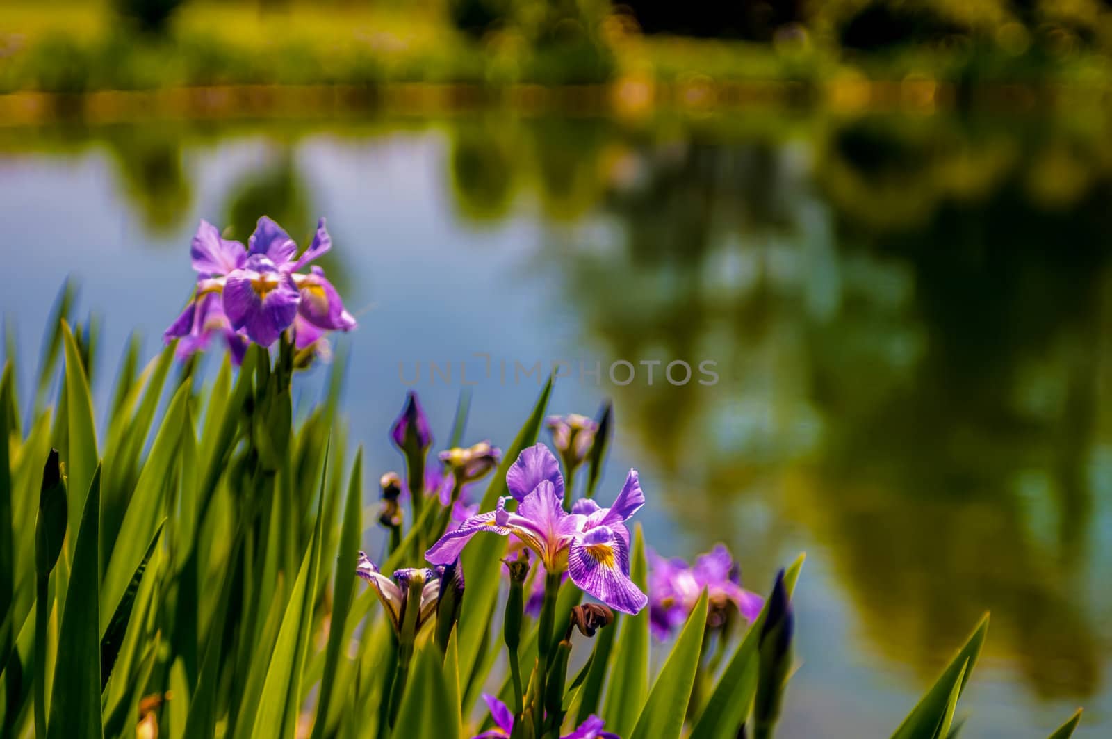 Iris flower on green blurred background, photo taken outdoors, near water pond.