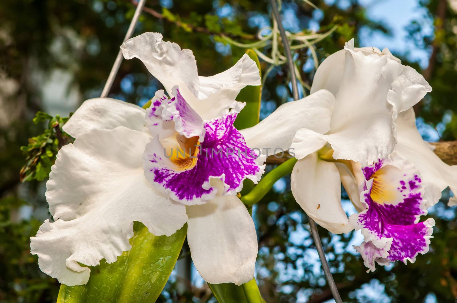 beautiful white orchids flower bloom by digidreamgrafix