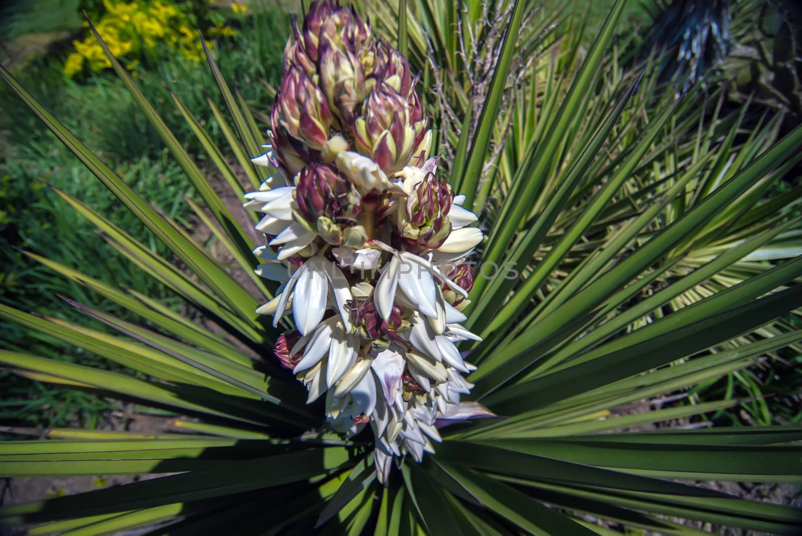 palm tree blossom blooming in spring