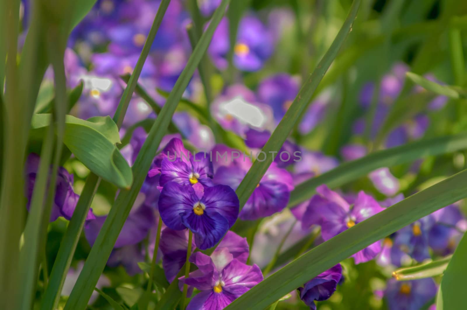 Violet beautiful pansy flowering in spring time with green