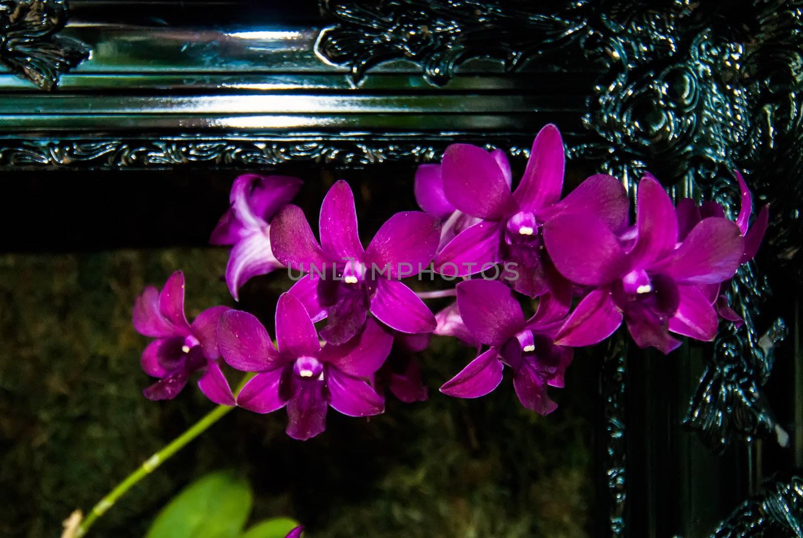 orchid flowers growing through old wooden picture frame