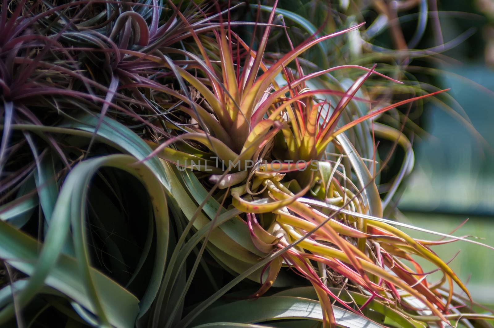 aloe vera cactus succulent plant indoor in summer