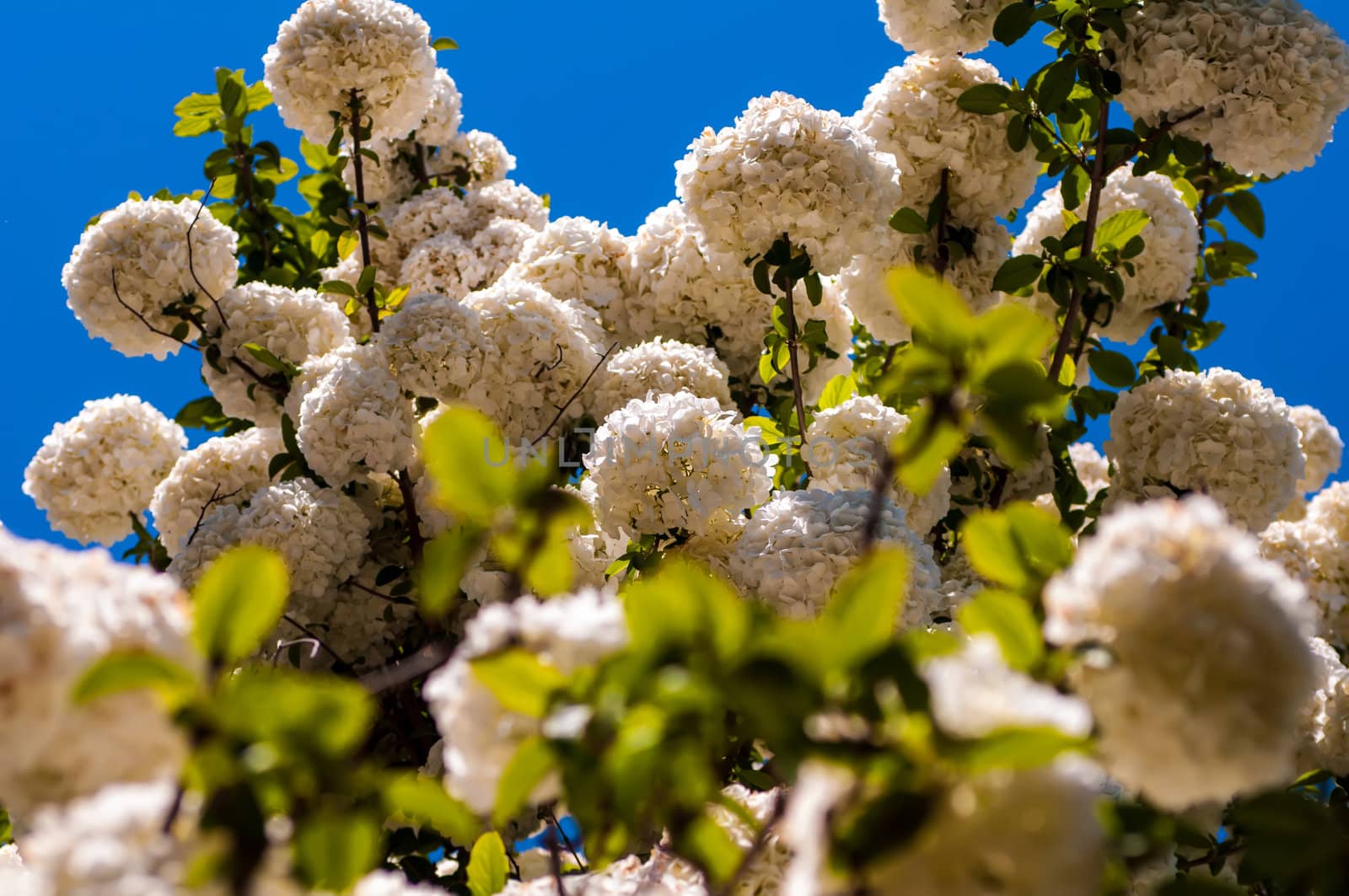 Viburnum opulus Compactum bush with white flowers (selective focus on flowers)