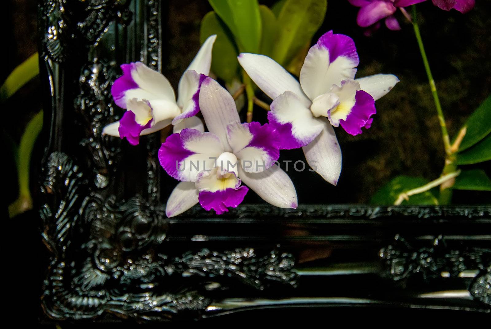 orchid flowers growing through old wooden picture frame