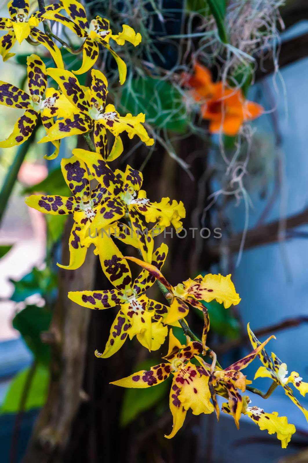 leopard mini orchids blooming