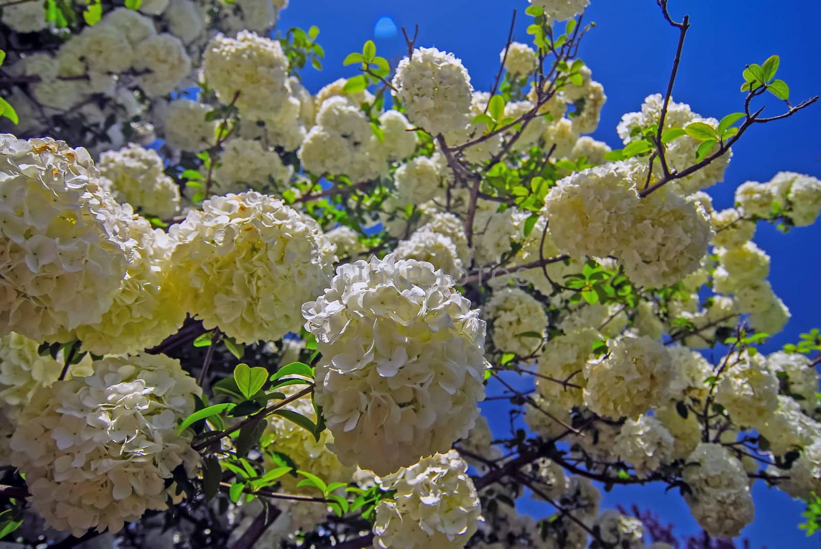 Viburnum opulus Compactum bush with white flowers (selective focus on flowers)