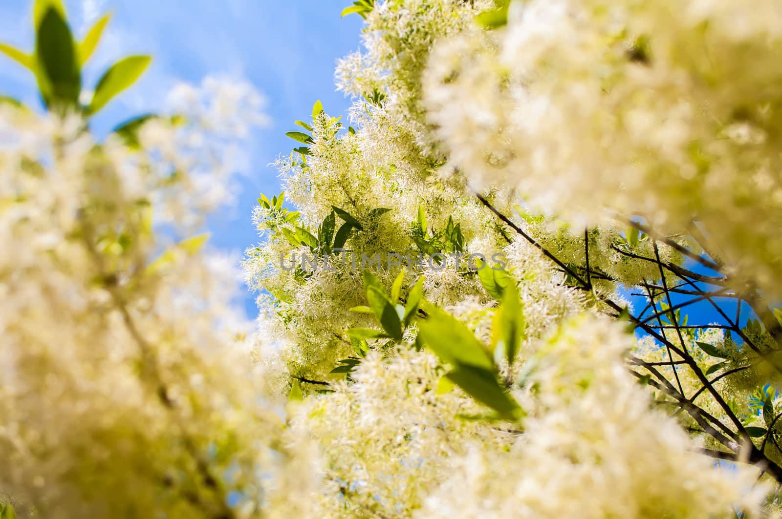 White, fleecy blooms  hang on the branches of fringe tree by digidreamgrafix