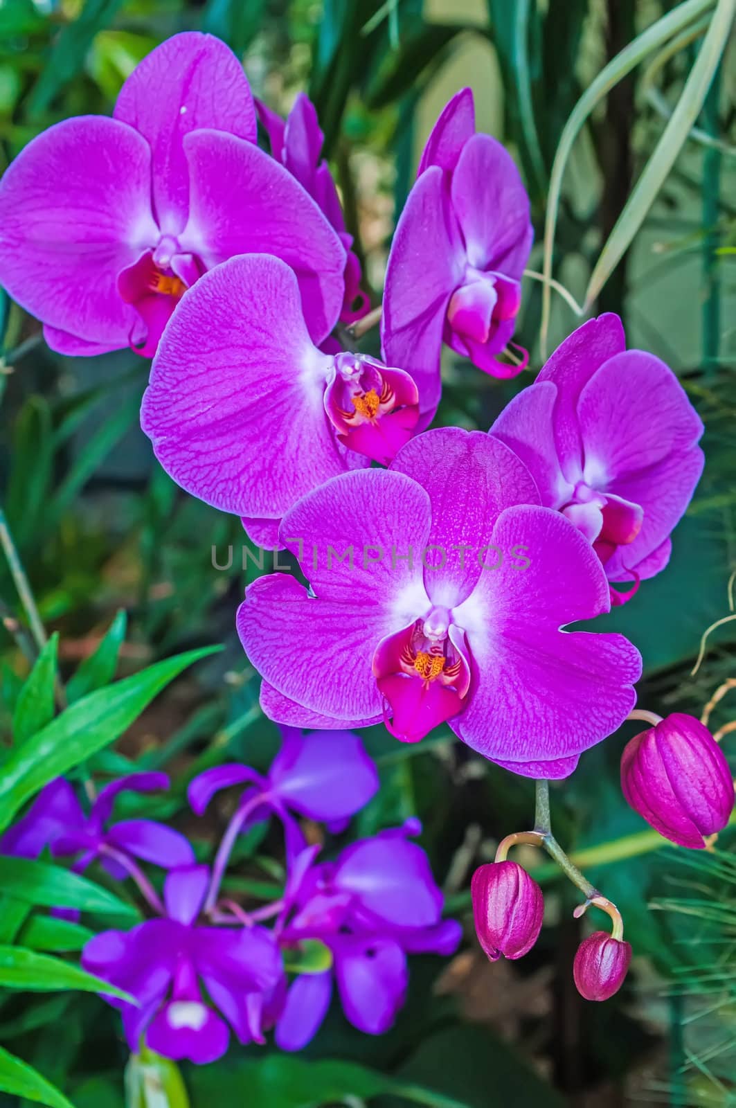 Beautiful purple orchid - phalaenopsis by digidreamgrafix