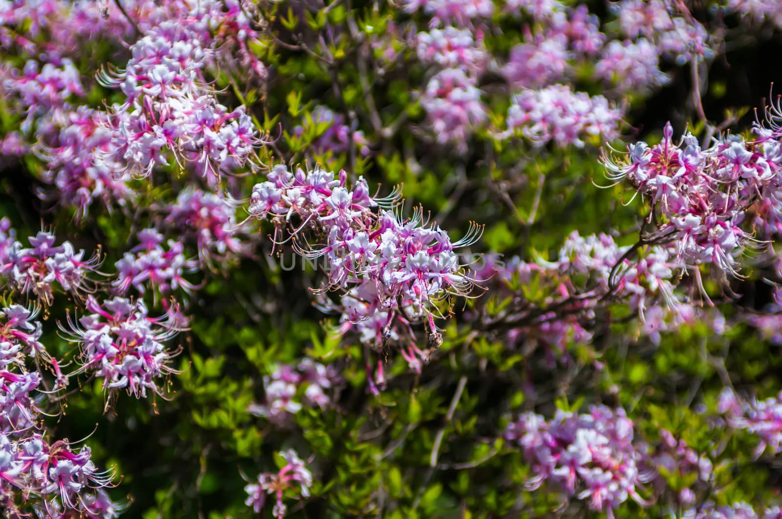 Blooming Azalea (Rhododendron) in the traditional botanical garden